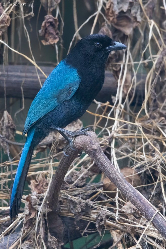 Bushy-crested Jay - ML205113911