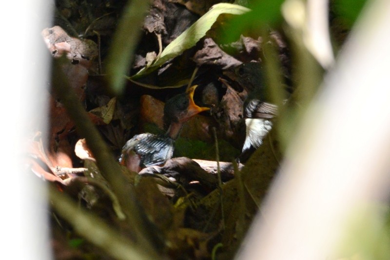 Red-chested Flowerpecker - Stijn Cooleman