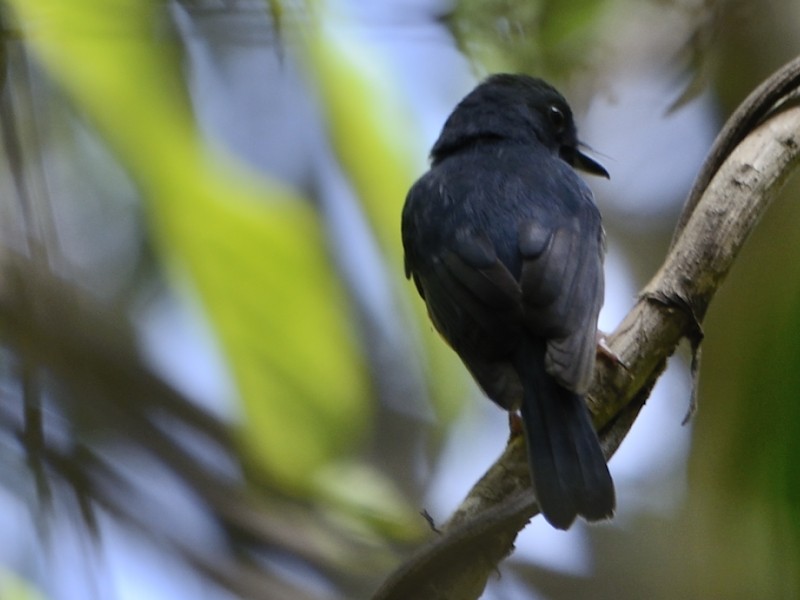 Sulawesi Blue Flycatcher (Sulawesi) - ML205114051