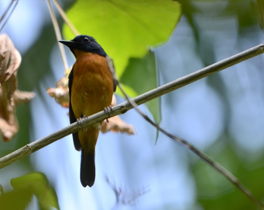 Sulawesi Blue Flycatcher (Sulawesi) - ML205114061