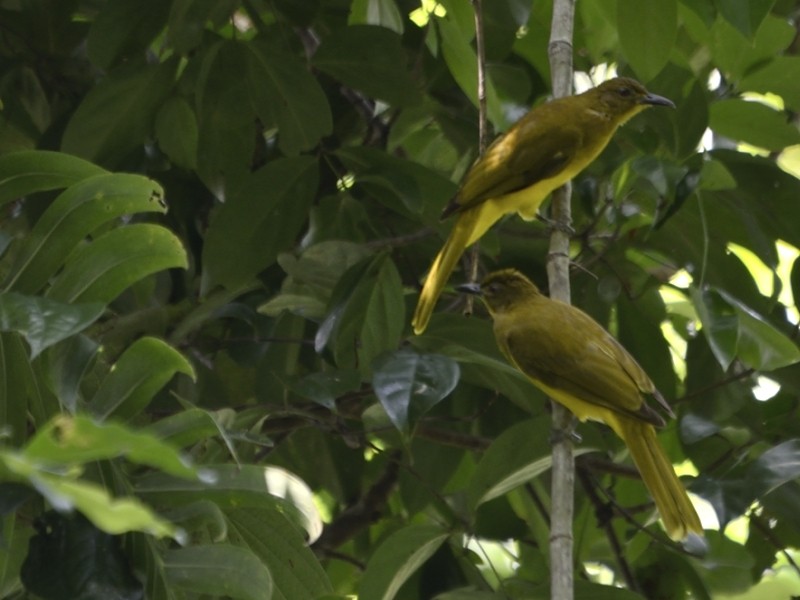 Togian Golden-Bulbul - ML205114071