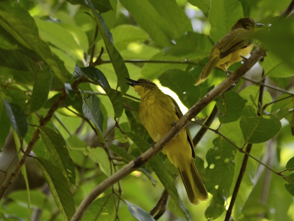 Togian Golden-Bulbul - ML205114081