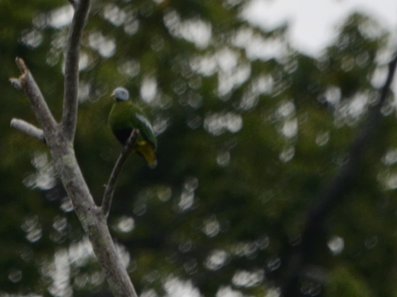 Gray-headed Fruit-Dove - ML205114101