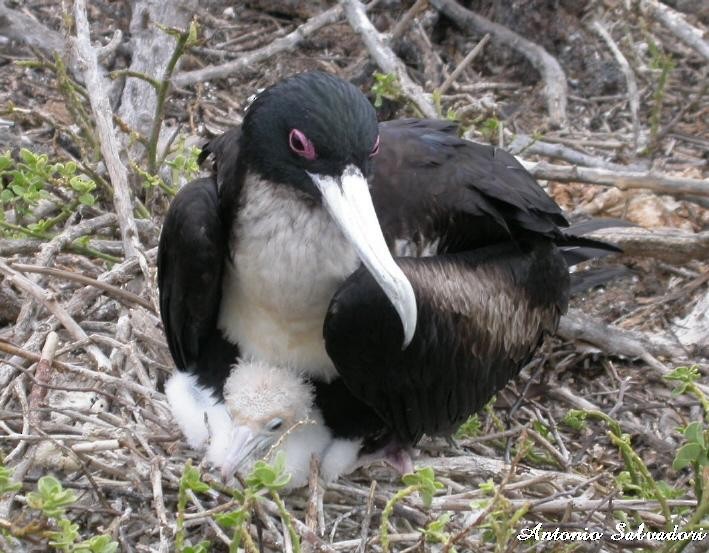 Great Frigatebird - ML205114271