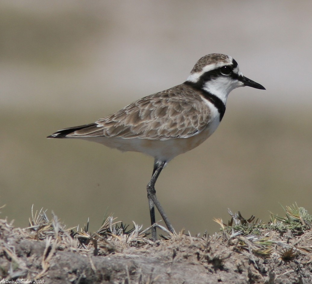 Madagascar Plover - Antonio Salvadori