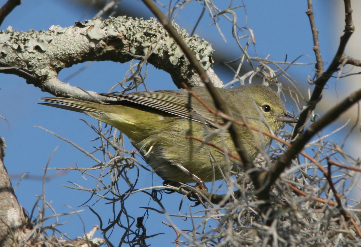 Orange-crowned Warbler - ML205114511