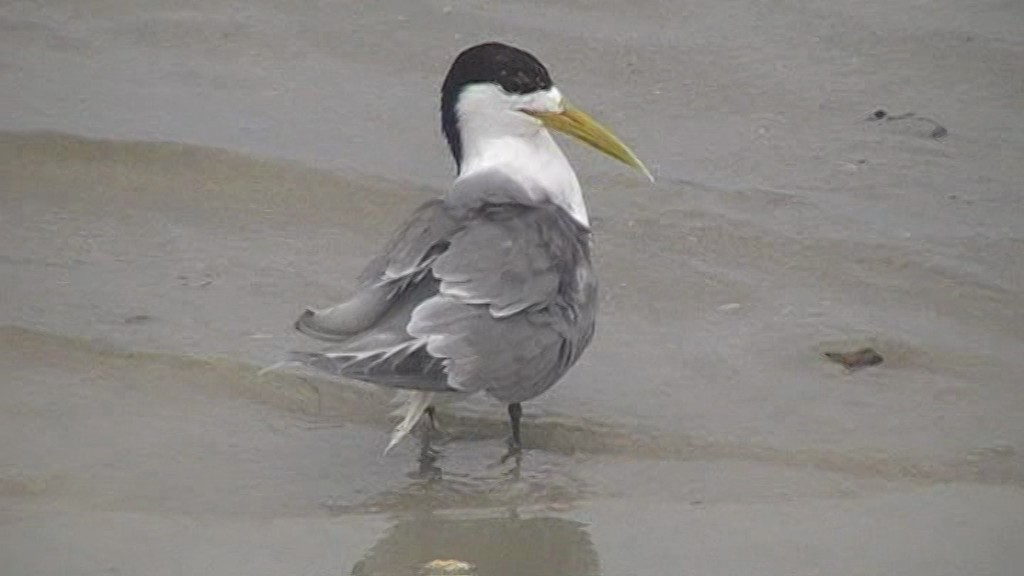 Great Crested Tern - ML205114531