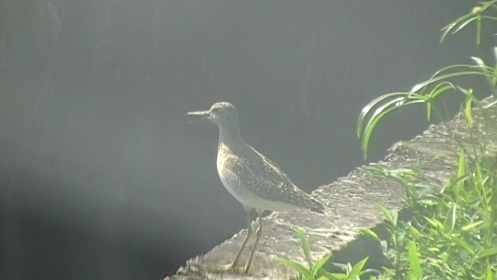 Wood Sandpiper - ML205114541