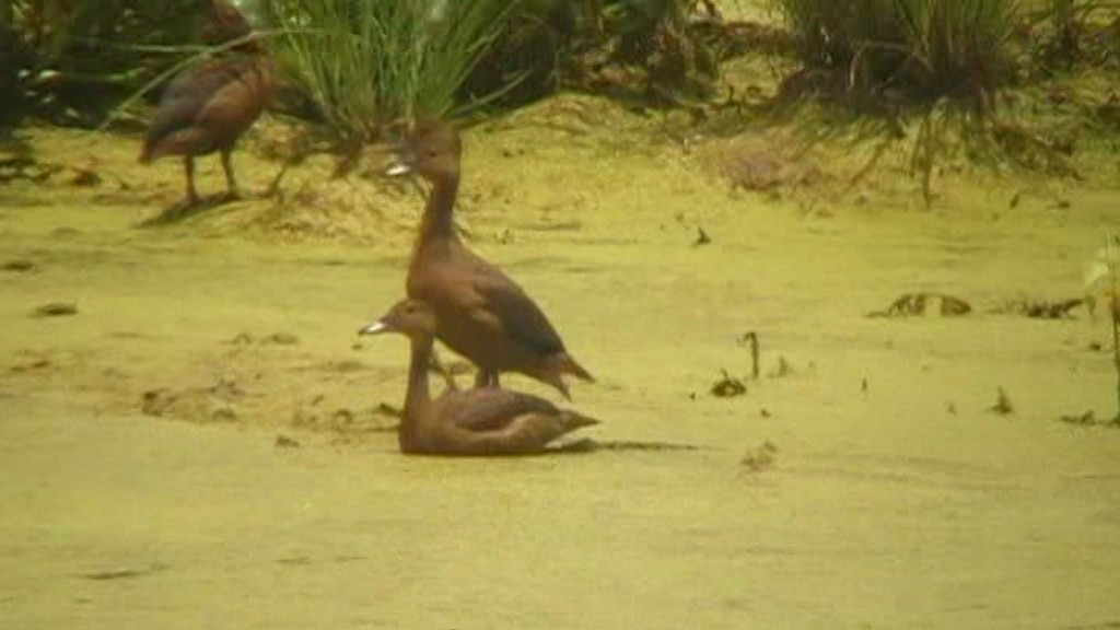 Lesser Whistling-Duck - ML205114561