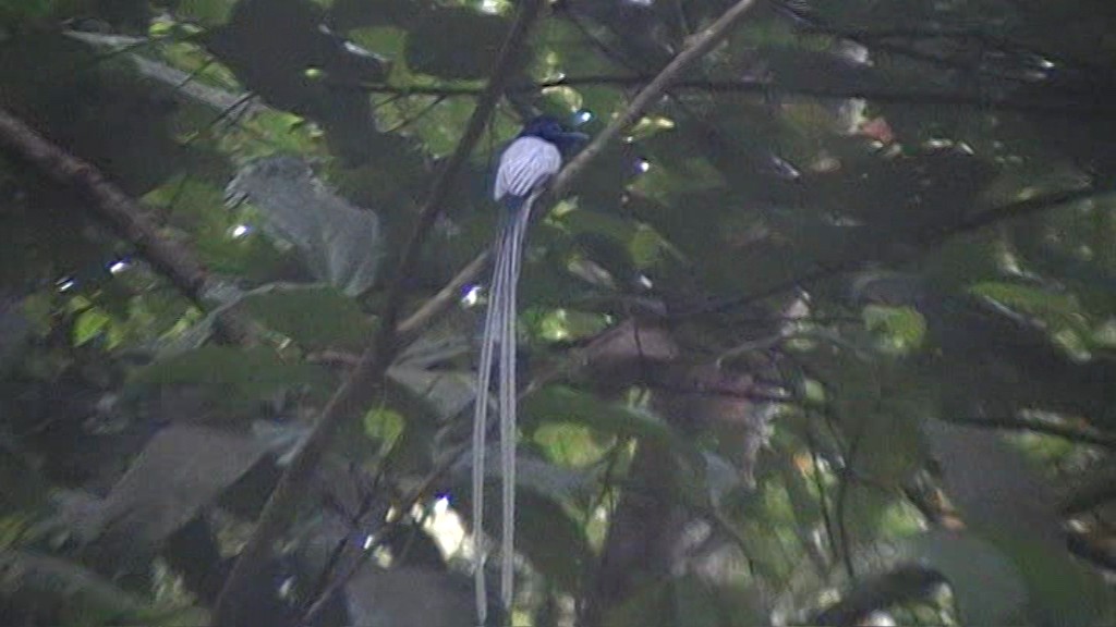 Blyth's Paradise-Flycatcher (Blyth's) - George Warburton