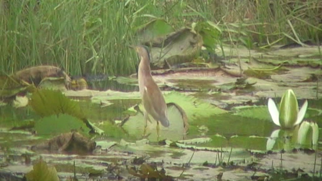 Yellow Bittern - ML205114581