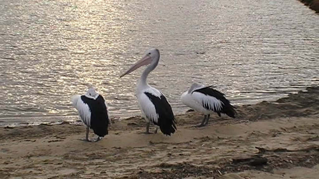 Australian Pelican - ML205114611