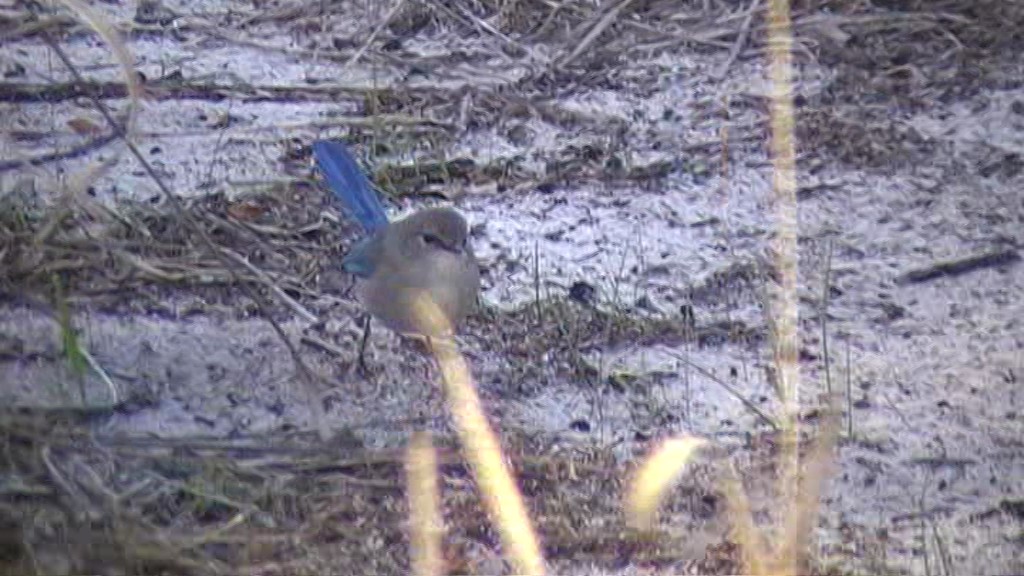 Splendid Fairywren - ML205114621