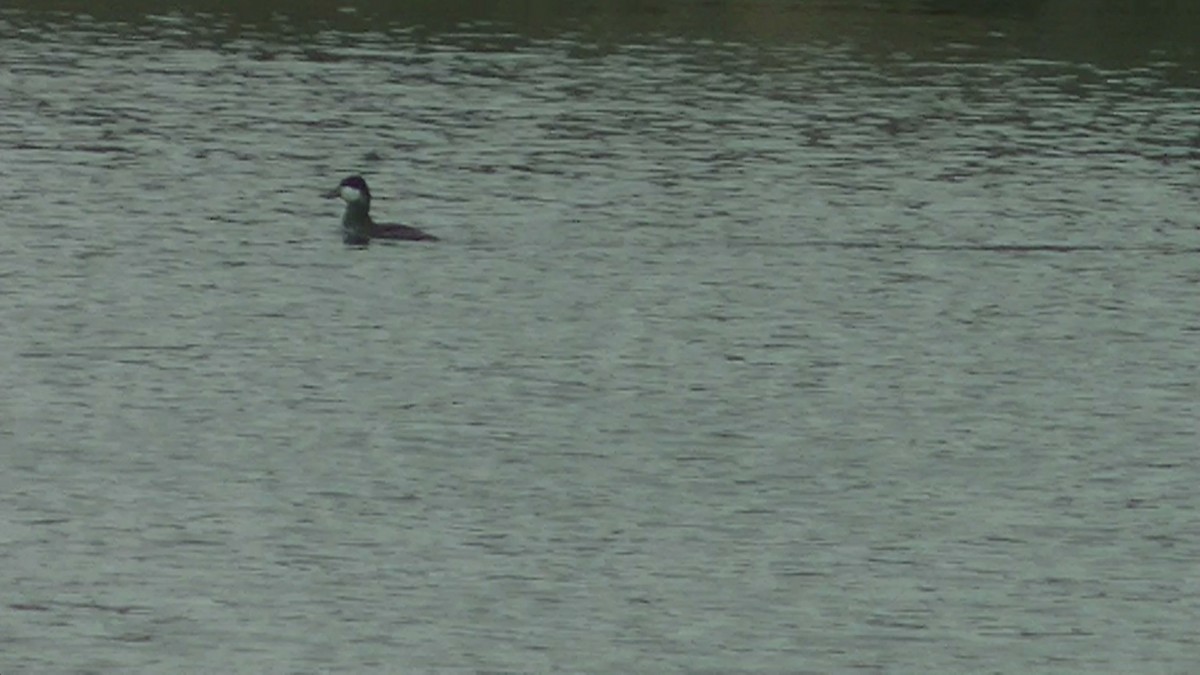 Ruddy Duck - ML205114641