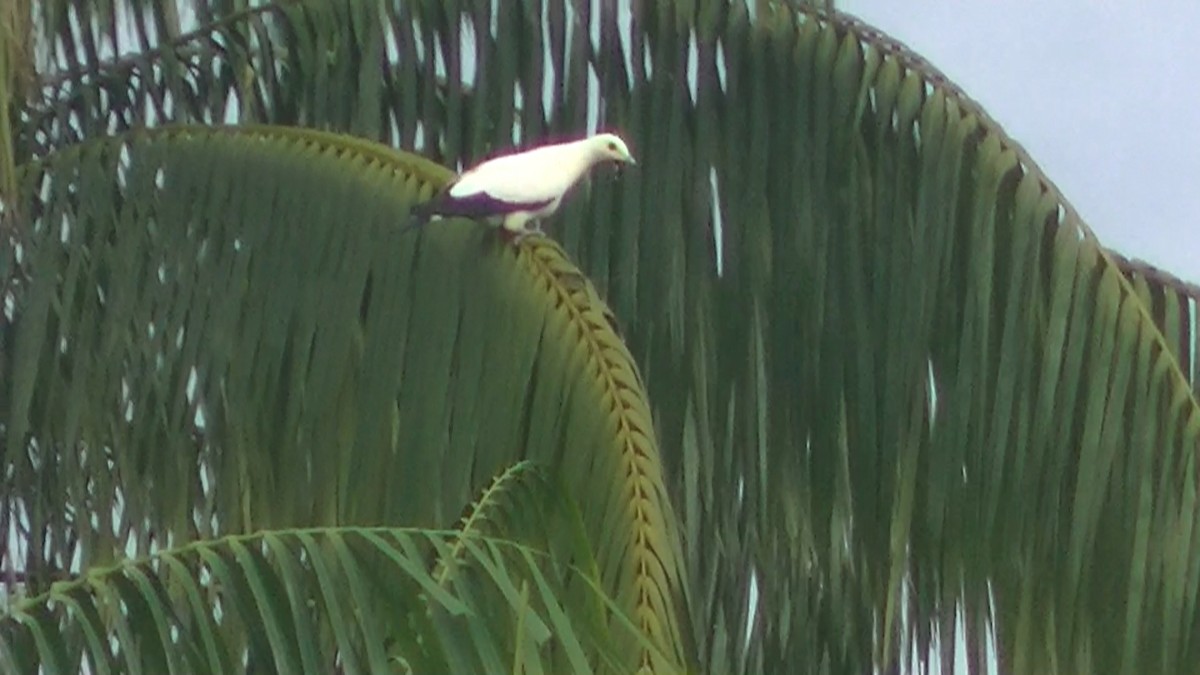 Pied Imperial-Pigeon - ML205114651