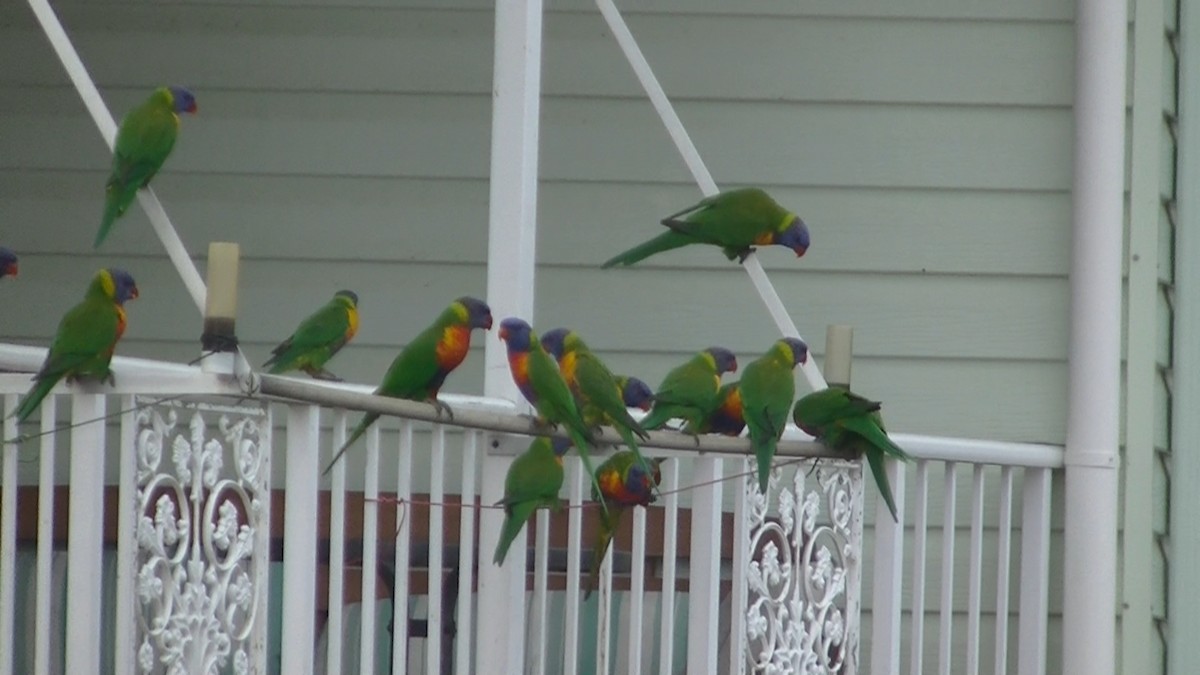 Rainbow Lorikeet - George Warburton