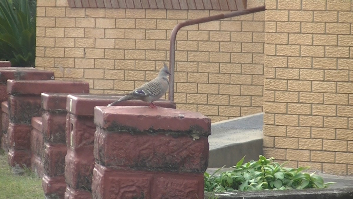 Crested Pigeon - ML205114701