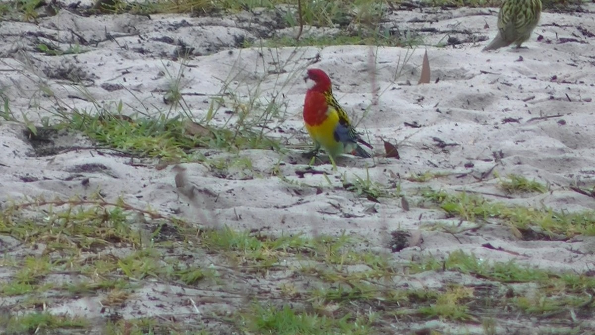 Eastern Rosella - ML205114711