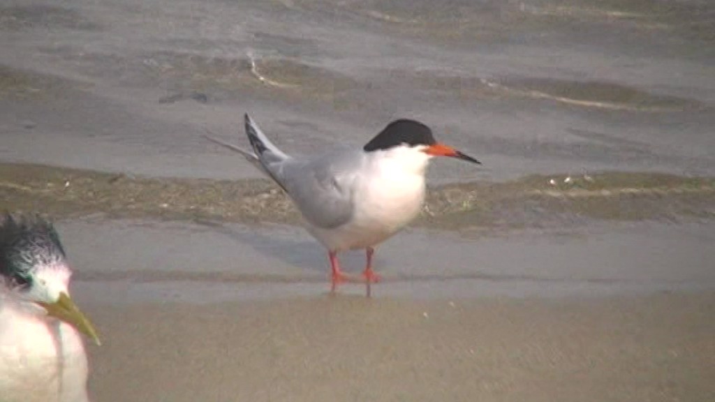 Roseate Tern - George Warburton