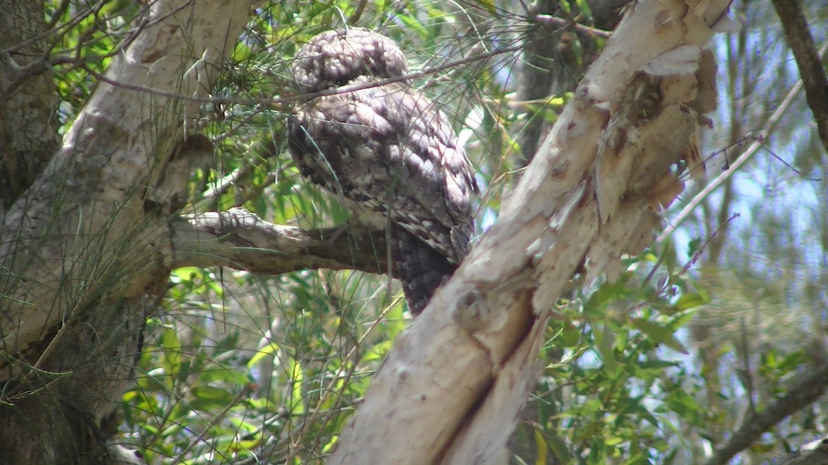 Tawny Frogmouth - George Warburton