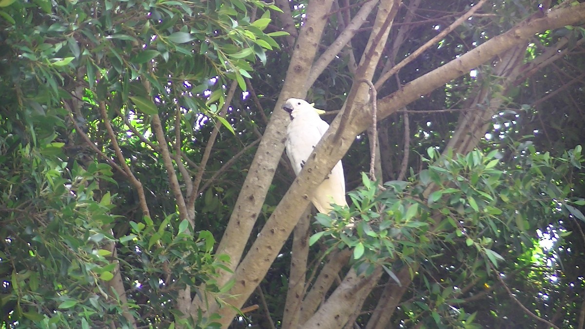 Sulphur-crested Cockatoo - ML205114741