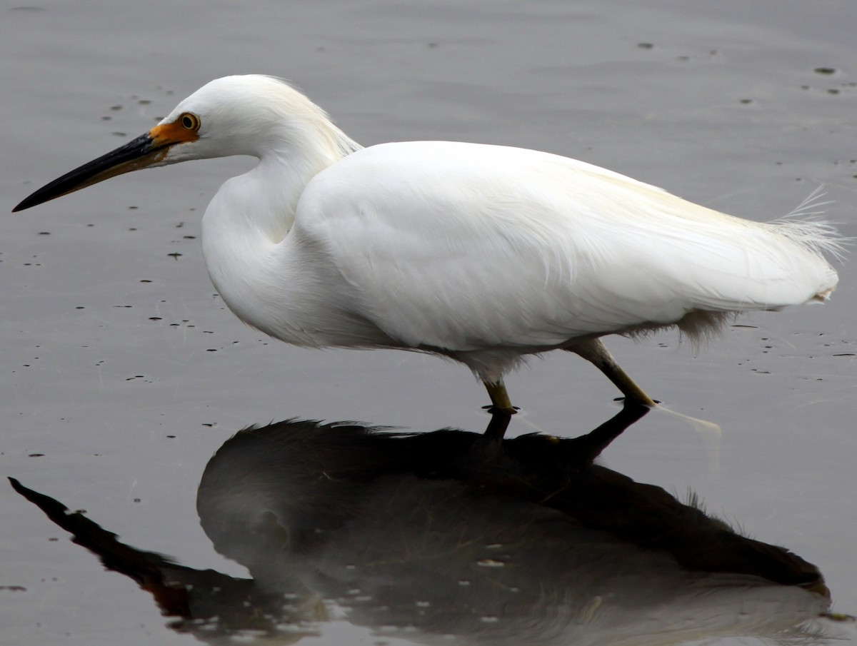 Snowy Egret - Justin Watts