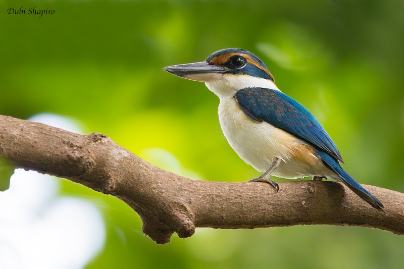 Pacific Kingfisher (Vanuatu) - ML205115131