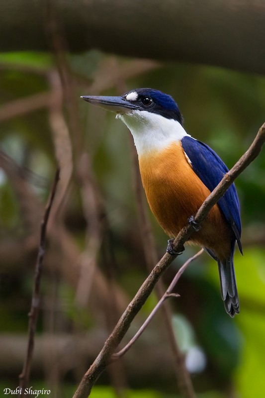 Vanuatu Kingfisher - ML205115151