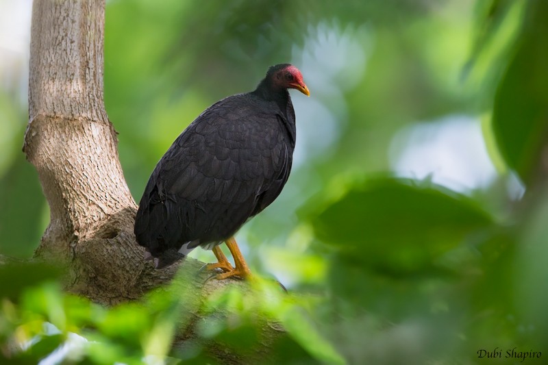 Vanuatu Megapode - ML205115171