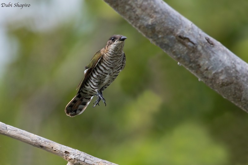 Shining Bronze-Cuckoo (New Caledonian) - ML205115201