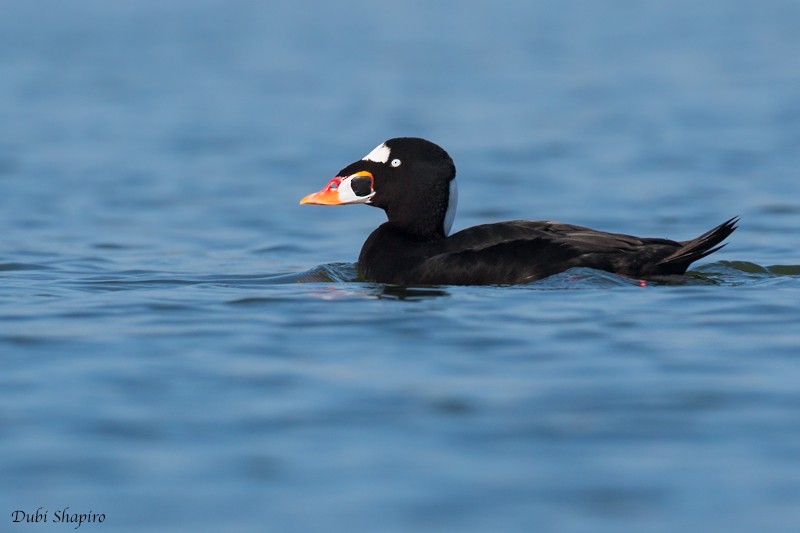 Surf Scoter - ML205115211