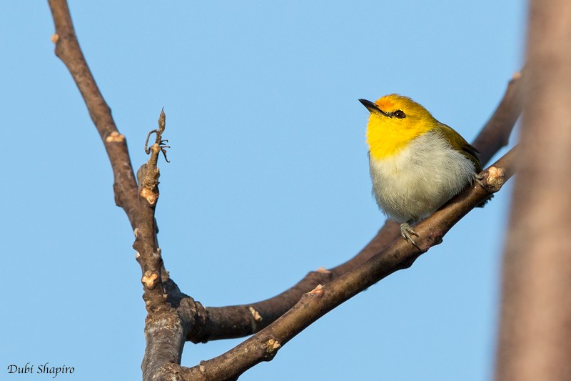 Yellow-spectacled White-eye - Dubi Shapiro