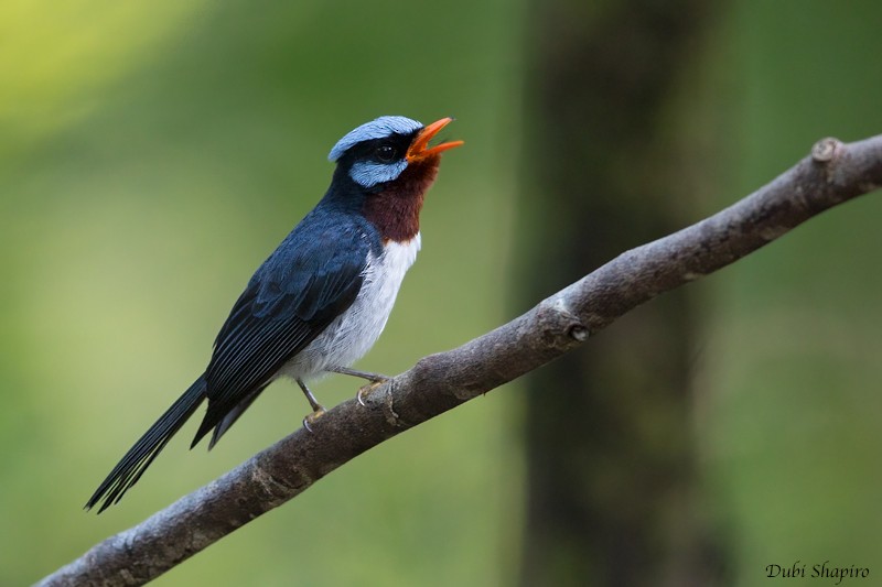 Azure-crested Flycatcher - Dubi Shapiro