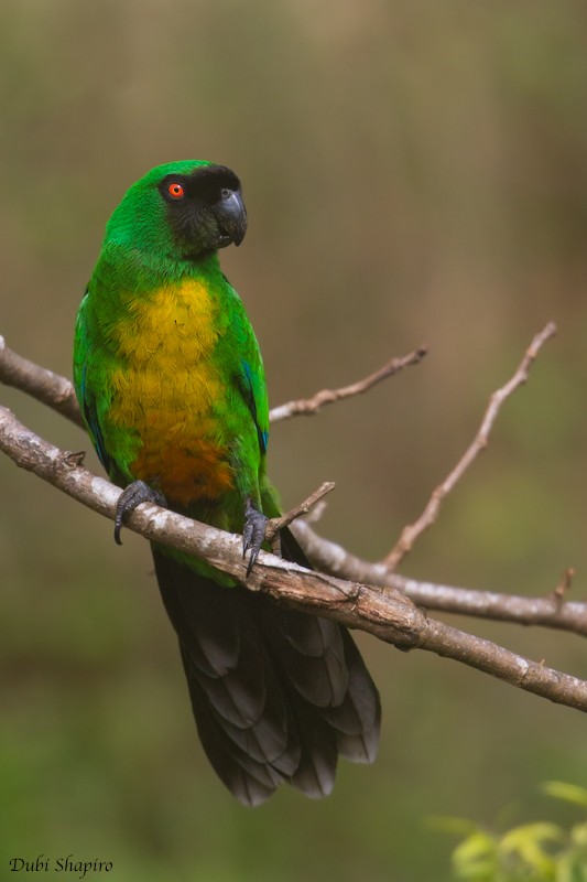 Masked Shining-Parrot - ML205115611