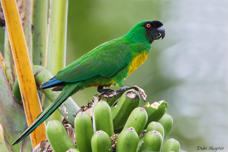 Masked Shining-Parrot - ML205115621