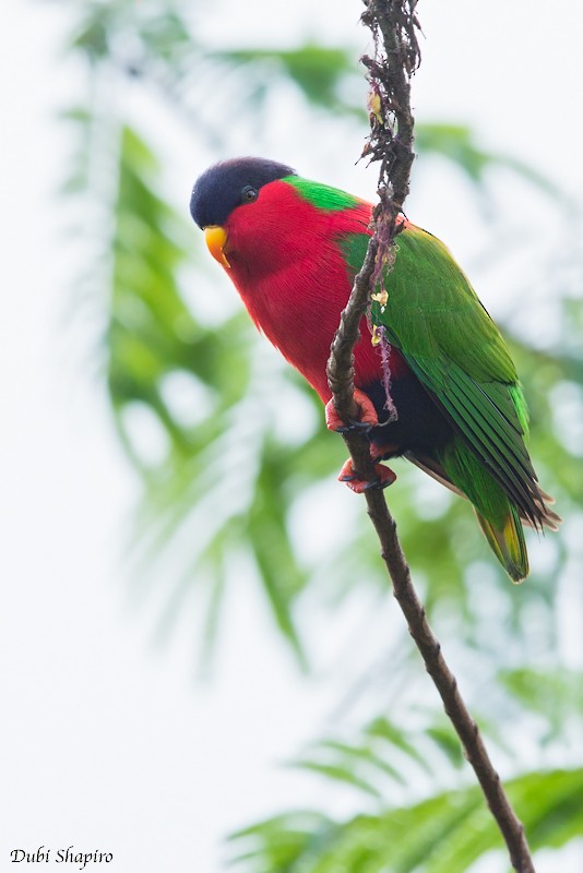 Collared Lory - Dubi Shapiro