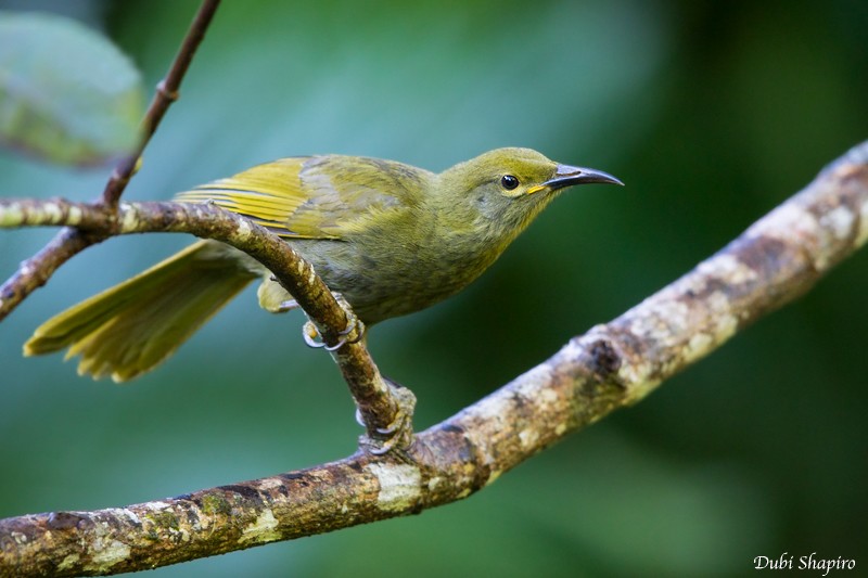 Duetting Giant-Honeyeater - Dubi Shapiro