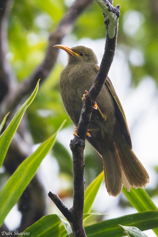 Chattering Giant-Honeyeater - ML205115731