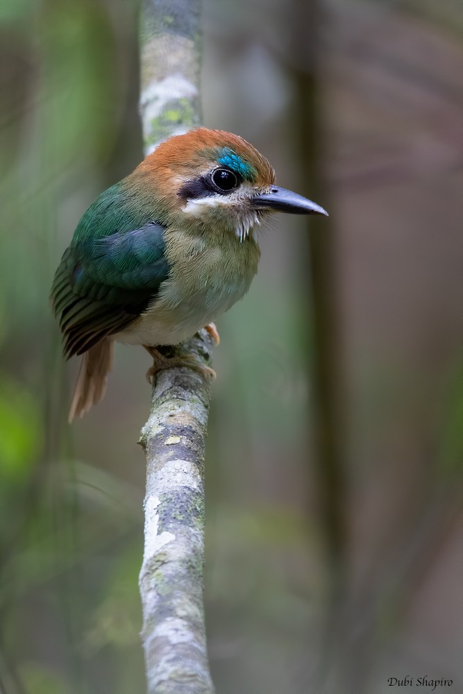 dvergmotmot - ML205115771