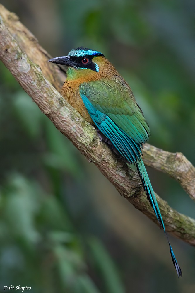 diademmotmot - ML205115791