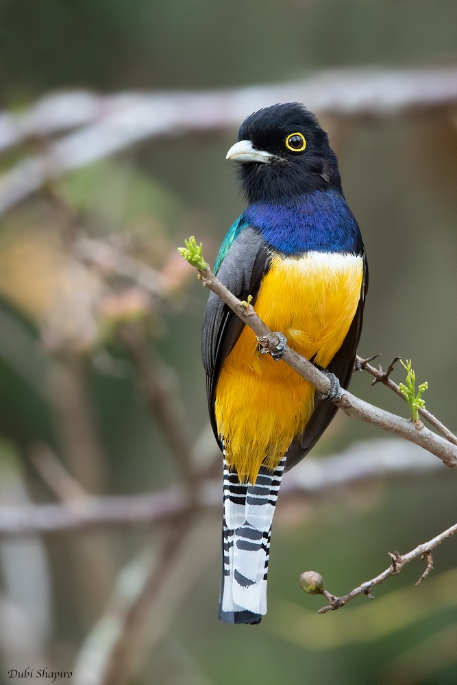 Gartered Trogon - ML205115801