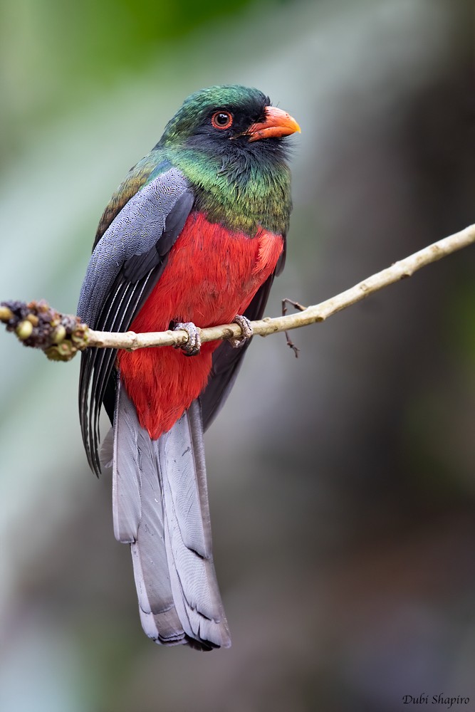 Gri Kuyruklu Trogon (massena/hoffmanni) - ML205115831