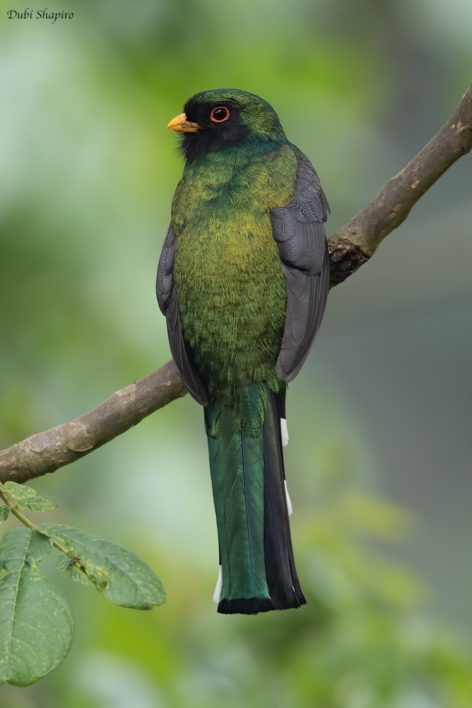 Mountain Trogon - ML205115851