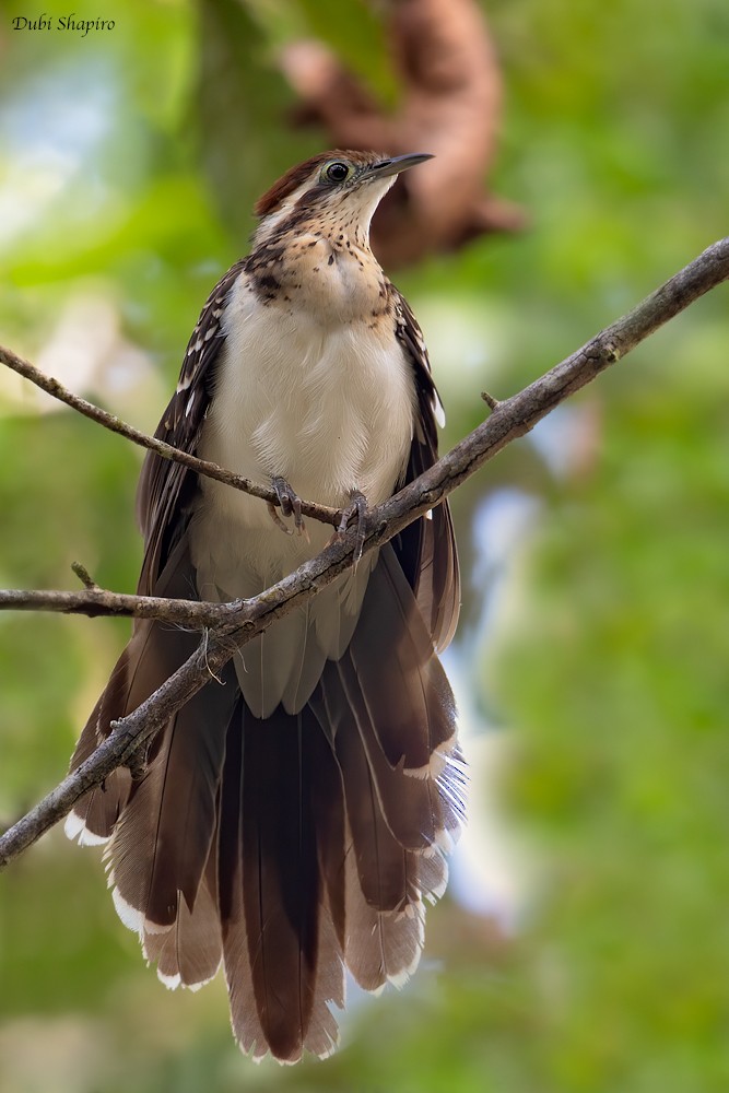 Pheasant Cuckoo - ML205115861