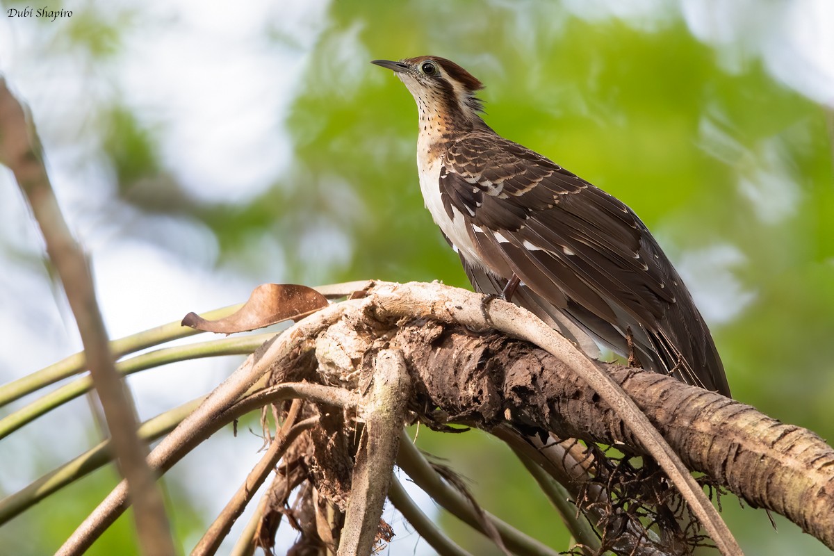 Pheasant Cuckoo - ML205115871