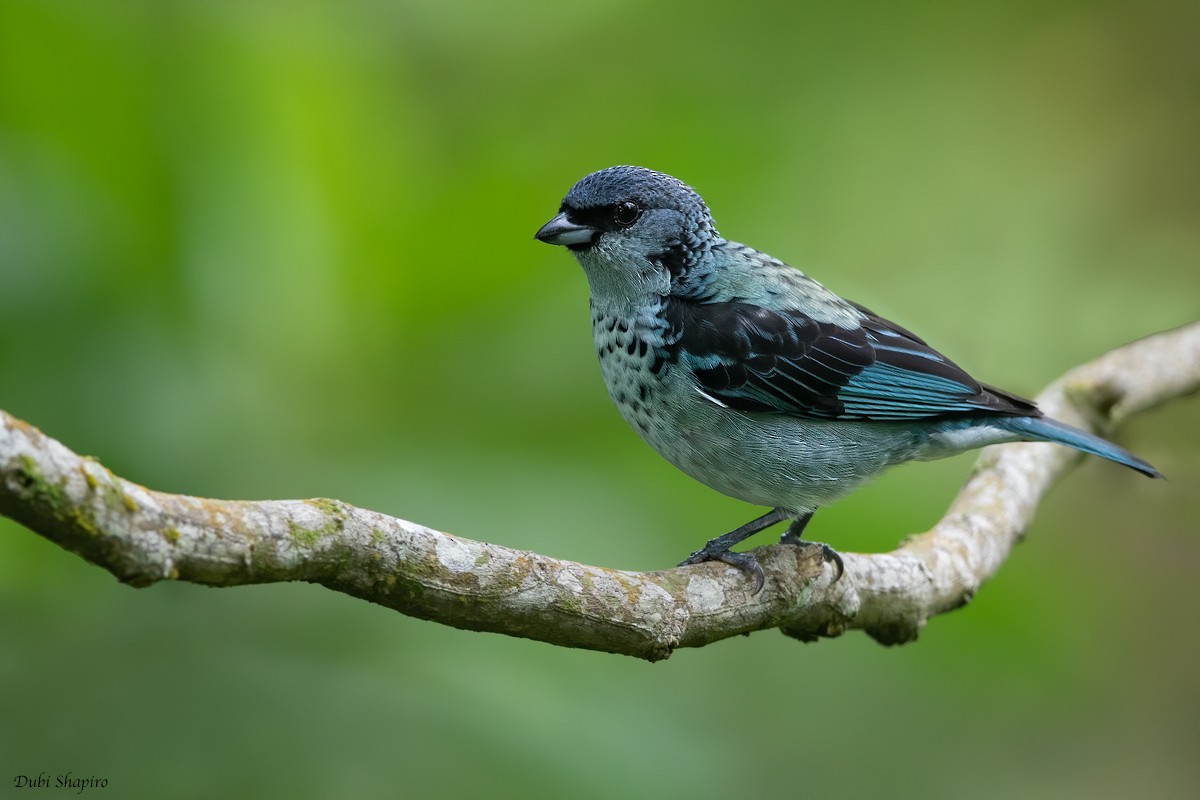 Azure-rumped Tanager - Dubi Shapiro