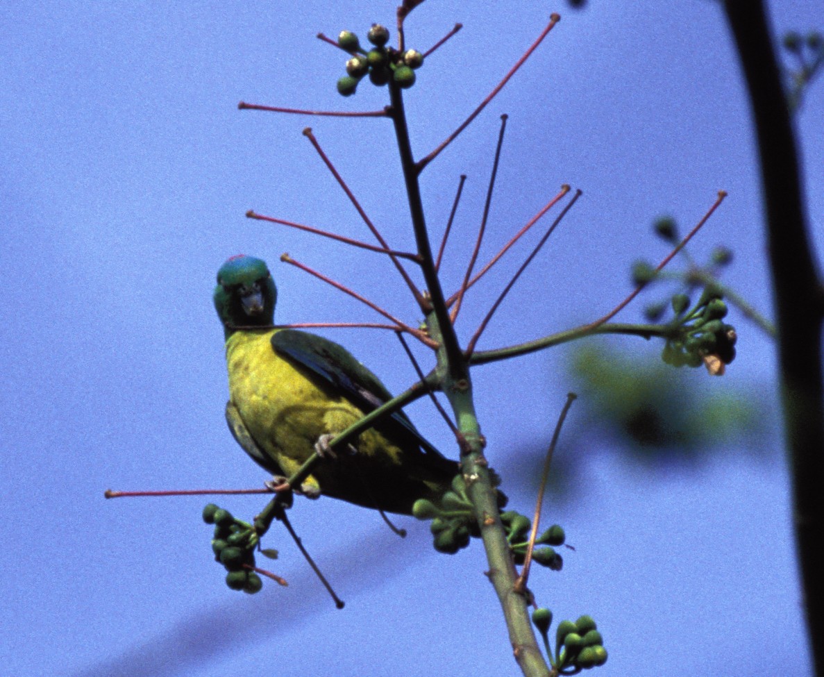 Blue-winged Racquet-tail - Desmond Allen