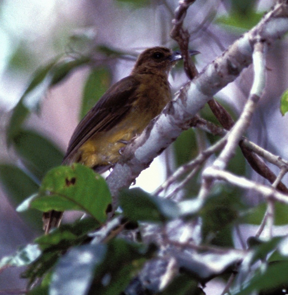 Yellowish Bulbul (Sulu) - ML205116011