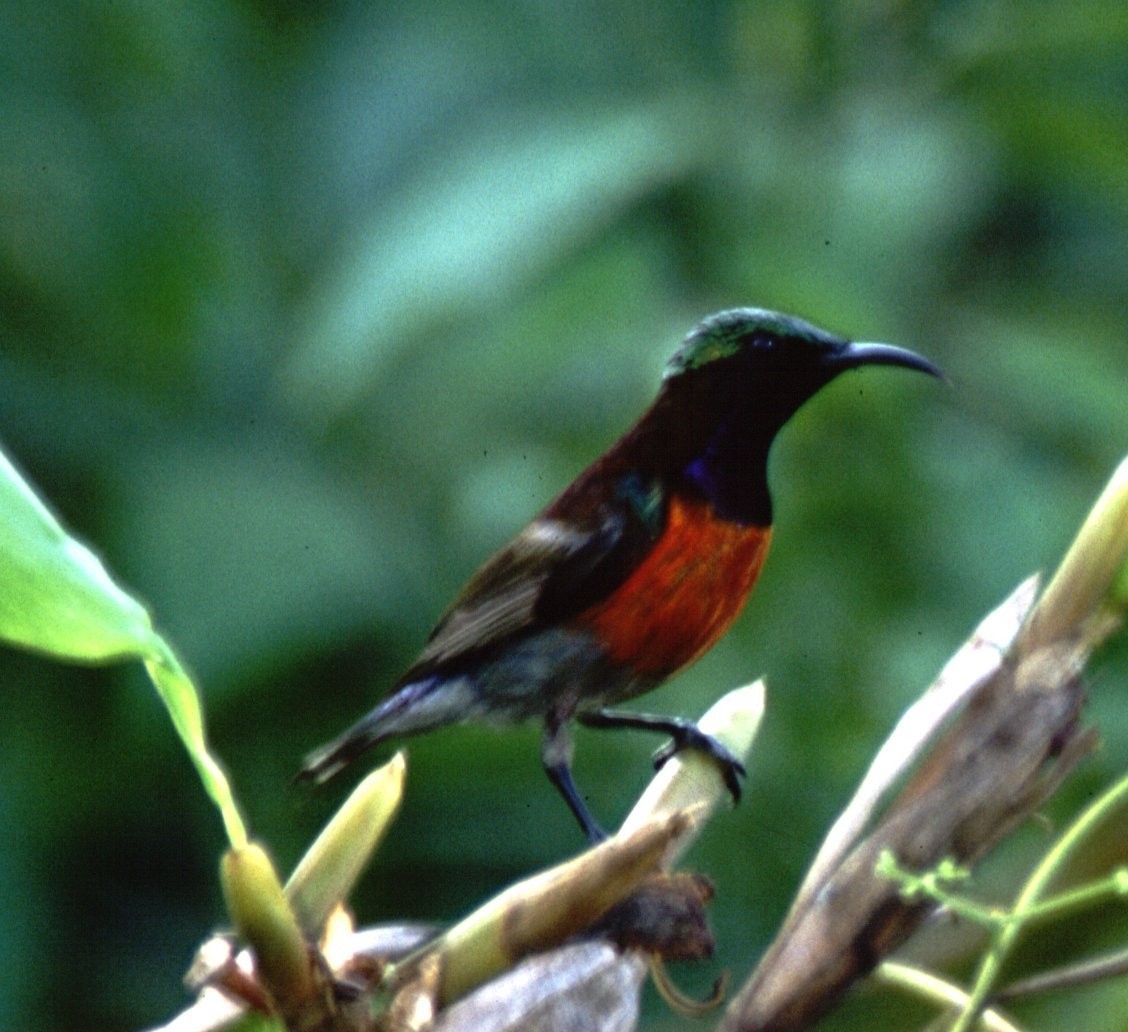 Purple-throated Sunbird (Purple-throated) - Desmond Allen