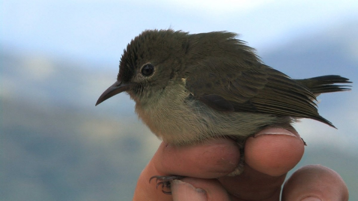 White-bellied Flowerpecker - Desmond Allen